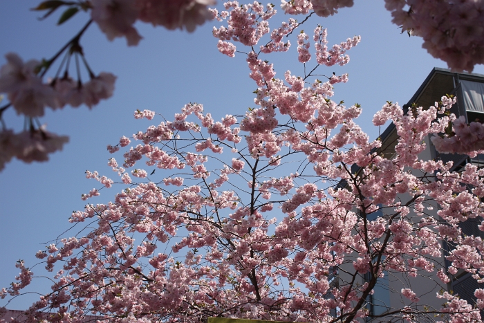 Printemps 2009 - La Tour - 071